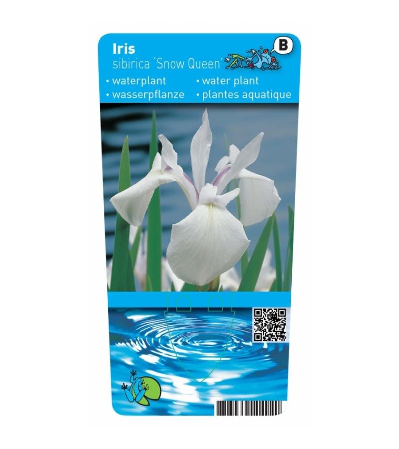 Witte Siberische iris (Iris Sibirica “Snow Queen”) moerasplant