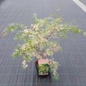 Japanse esdoorn (Acer palmatum "Beni-Shichi-Henge") heester