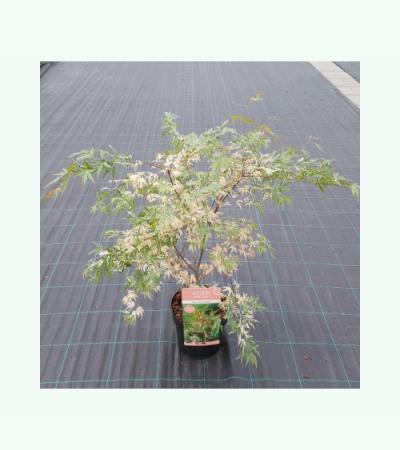 Japanse esdoorn (Acer palmatum "Beni-Shichi-Henge") heester