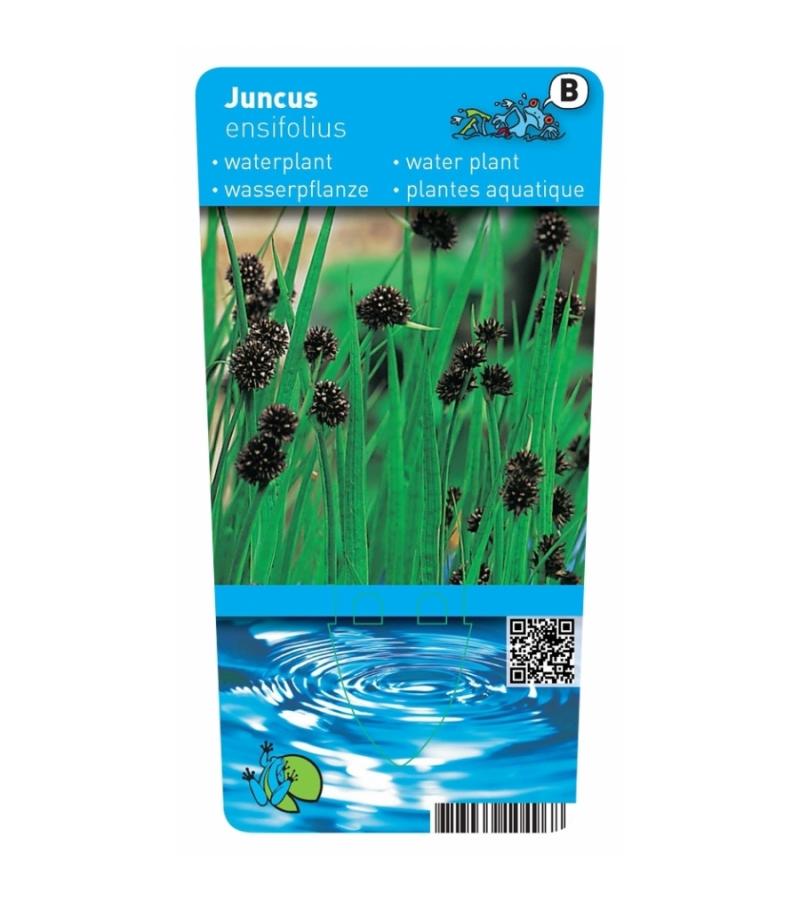 Zwaardrus (Juncus ensifolius) moerasplant (6-stuks)