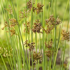 Afbeelding Zeegroene Rus (Juncus inflexus) moerasplant - 6 stuks door Tuinexpress.nl