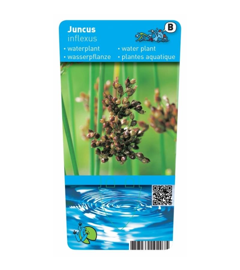 Zeegroene Rus (Juncus inflexus) moerasplant (6-stuks)