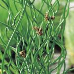 Krulpitrus (Juncus effusus “spiralis”) moerasplant