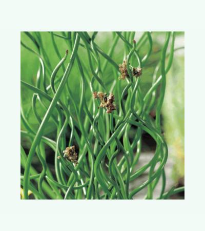 Krulpitrus (Juncus effusus “spiralis”) moerasplant (6-stuks)