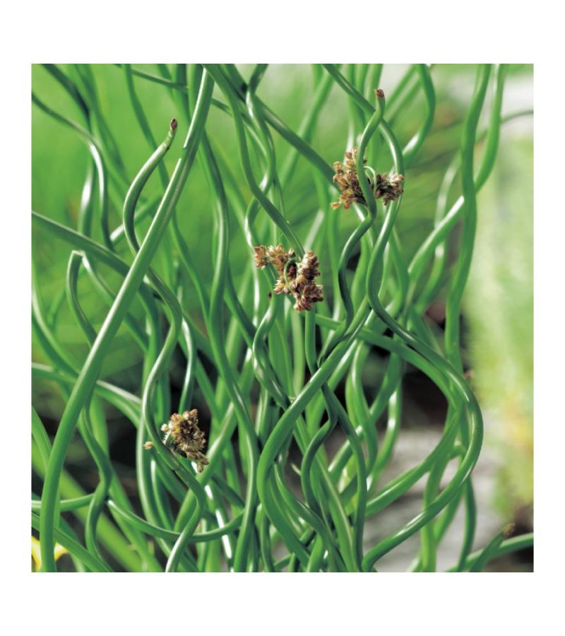 Krulpitrus (Juncus effusus “spiralis”) moerasplant (6-stuks)