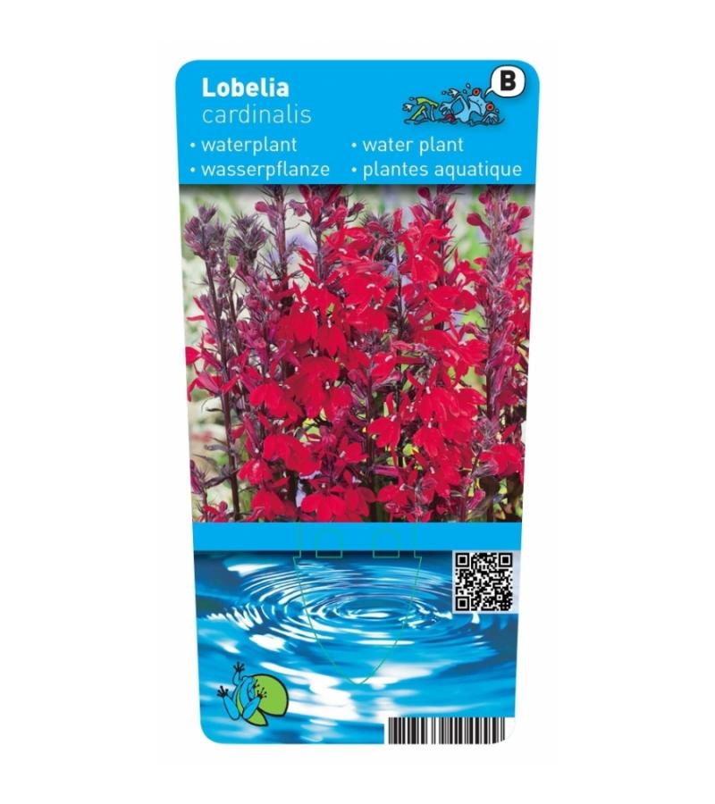 Rode lobelia (Lobelia cardinalis) moerasplant (6-stuks)