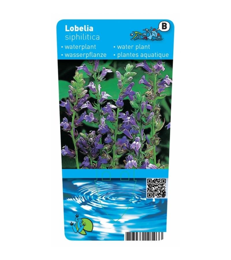 Virginische lobelia (Lobelia siphilitica) moerasplant (6-stuks)