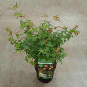 Japanse esdoorn (Acer palmatum Little Princess) heester 3 stuks