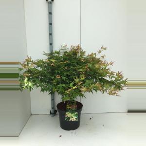 Japanse esdoorn (Acer palmatum Little Princess) heester 60+ cm 5 stuks