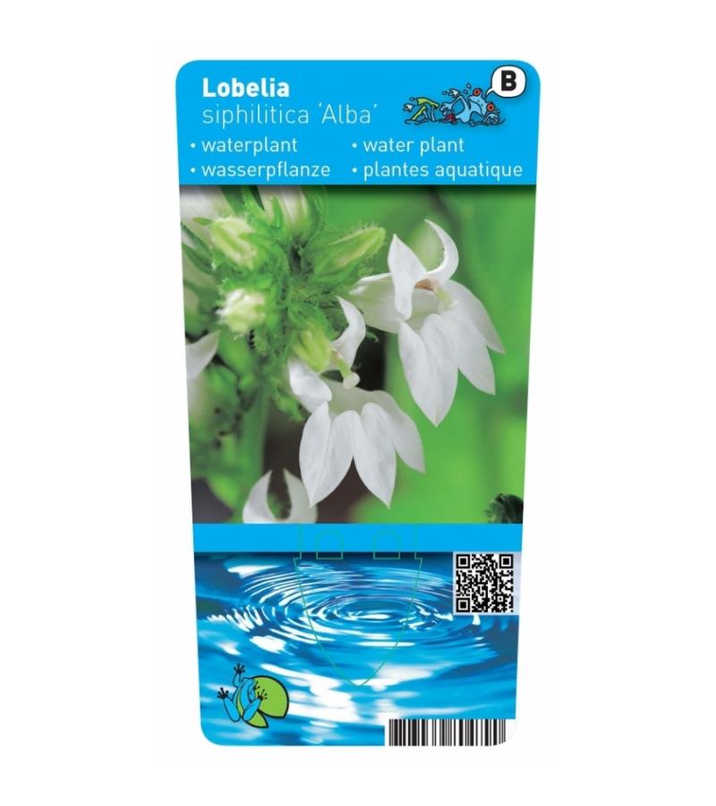 Witte Virginische lobelia (Lobelia siphilitica “Alba”) moerasplant (6-stuks)