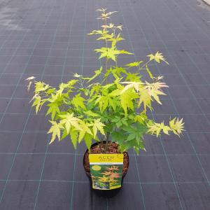 Japanse esdoorn (Acer palmatum Orange Dream) heester 3 stuks