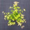 Japanse esdoorn (Acer palmatum "Orange Dream") heester