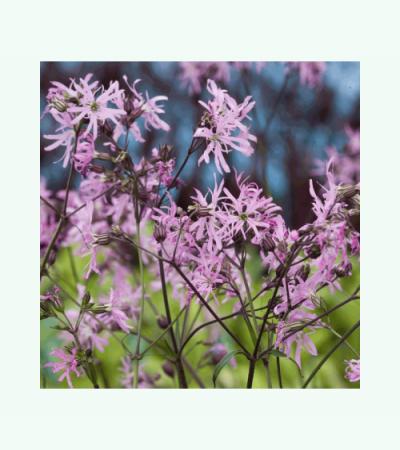 Echte koekoeksbloem (Silene flos-cuculi) moerasplant (6-stuks)