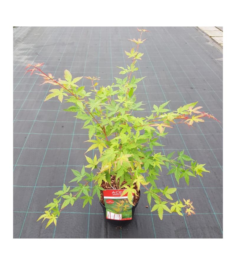 Japanse esdoorn (Acer palmatum "Sangokaku") heester