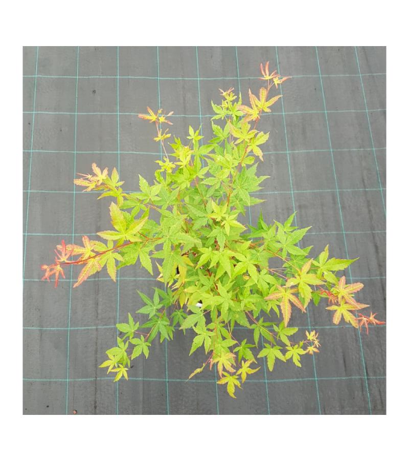 Japanse esdoorn (Acer palmatum "Sangokaku") heester