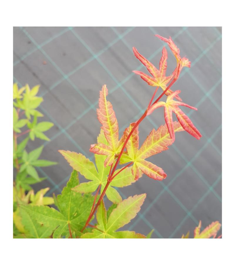 Japanse esdoorn (Acer palmatum "Sangokaku") heester