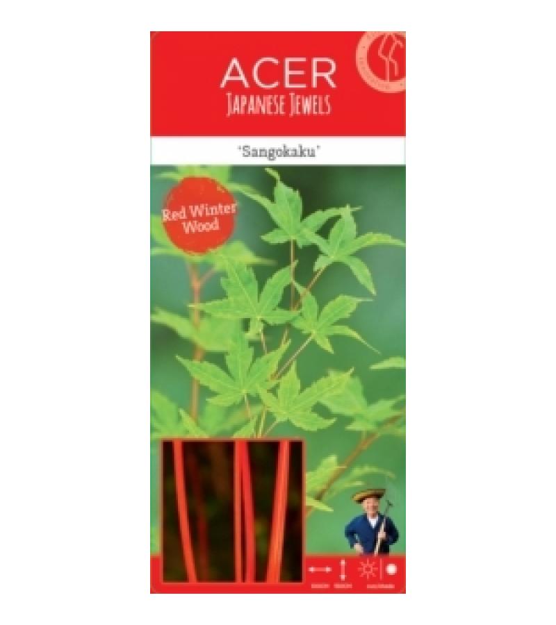 Japanse esdoorn (Acer palmatum "Sangokaku") heester