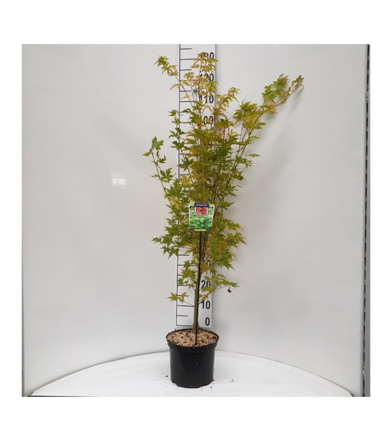 Japanse esdoorn (Acer palmatum "Sangokaku") heester