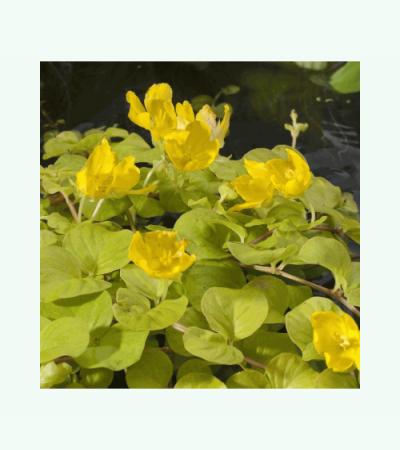 Goud penningkruid (Lysimachia nummularia “aurea”) moerasplant (6-stuks)