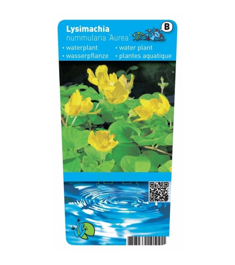 Goud penningkruid (Lysimachia nummularia “aurea”) moerasplant (6-stuks)