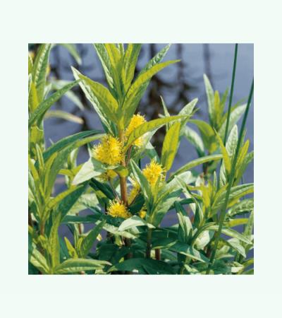 Moeraswederik (Lysimachia thyrsiflora) moerasplant (6-stuks)