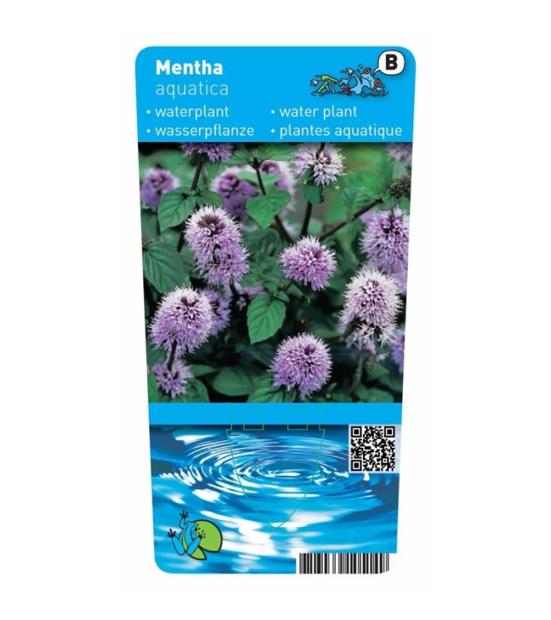 Watermunt (Mentha aquatica) moerasplant (6-stuks)