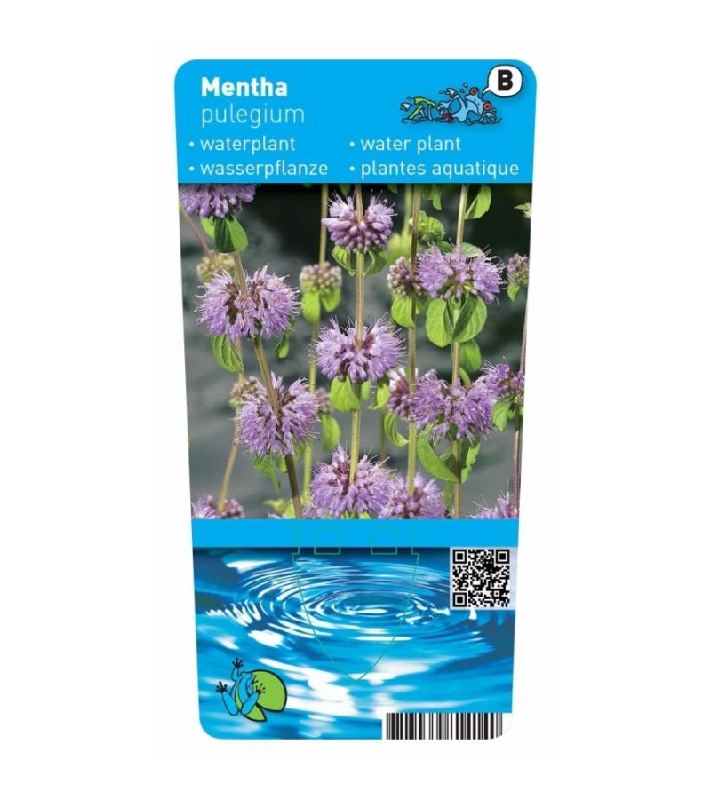 Polei (Mentha pulegium) moerasplant (6-stuks)