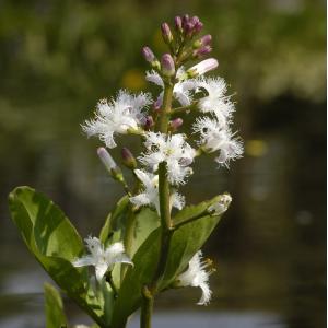 Waterdrieblad (Menyanthes Trifoliata) moerasplant
