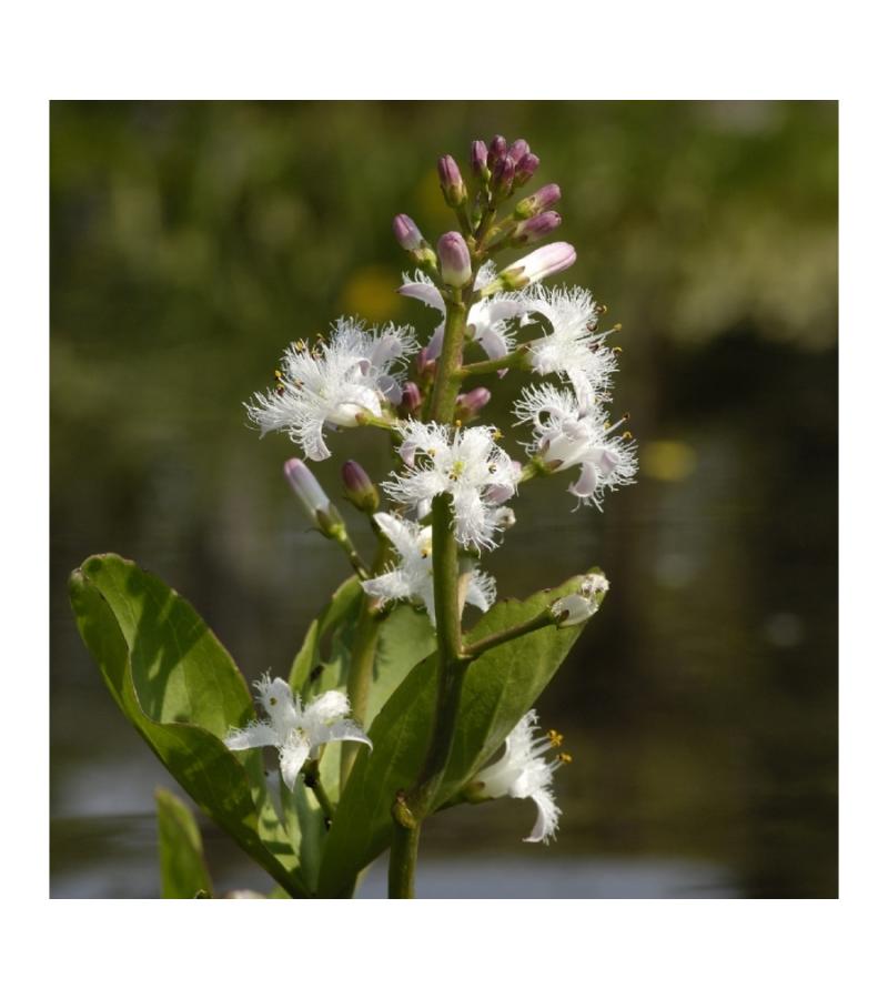 Waterdrieblad (Menyanthes Trifoliata) moerasplant (6-stuks)