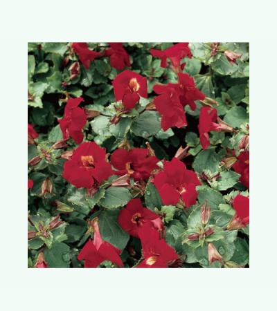 Rode maskerbloem (Mimulus “Bonfire red”) moerasplant (6-stuks)