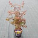 Japanse esdoorn (Acer palmatum "Trompenburg") heester