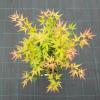 Japanse esdoorn (Acer palmatum "Wilson's Pink Dwarf") heester