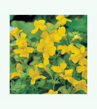Gele maskerbloem (Mimulus luteus) moerasplant (6-stuks)