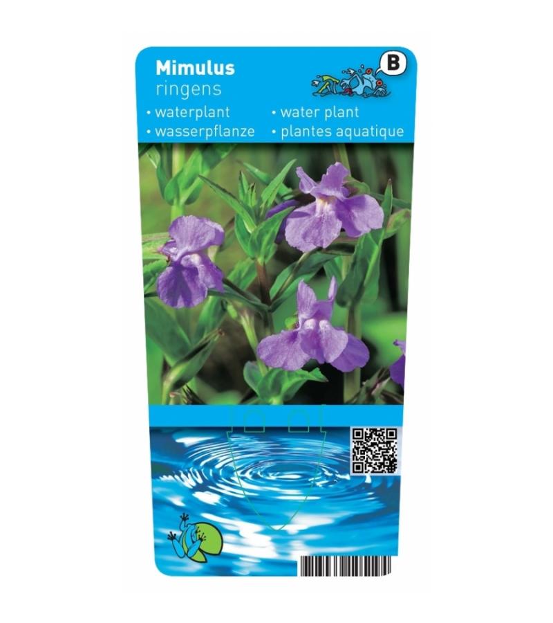 Blauwe maskerbloem (Mimulus ringens) moerasplant (6-stuks)