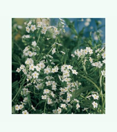 Wit moerasvergeet-mij-nietje (Myosotis palustris “alba”) moerasplant (6-stuks)