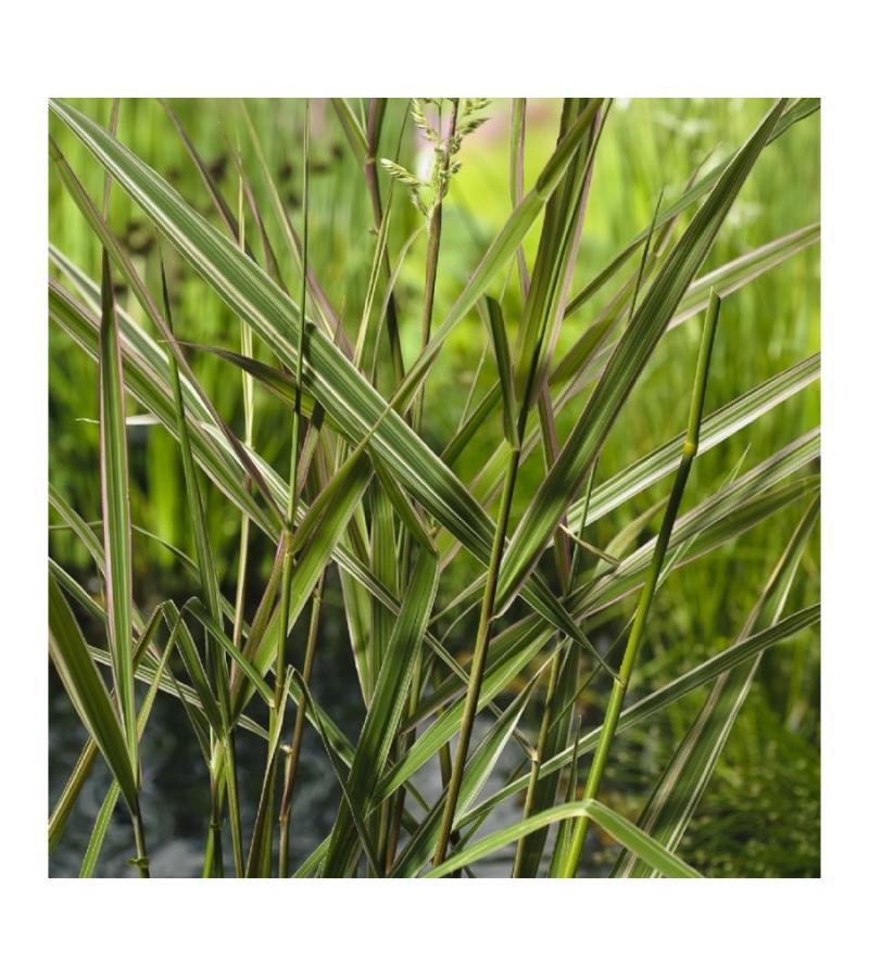 Kanariegras (Phalaris arundinacea “Picta”) moerasplant (6-stuks)