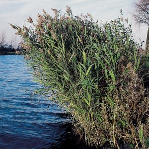 Riet (Phragmites Australis) moerasplant 6 stuks