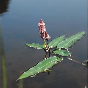 Veenwortel (Polygonum amphibium) drijfplant