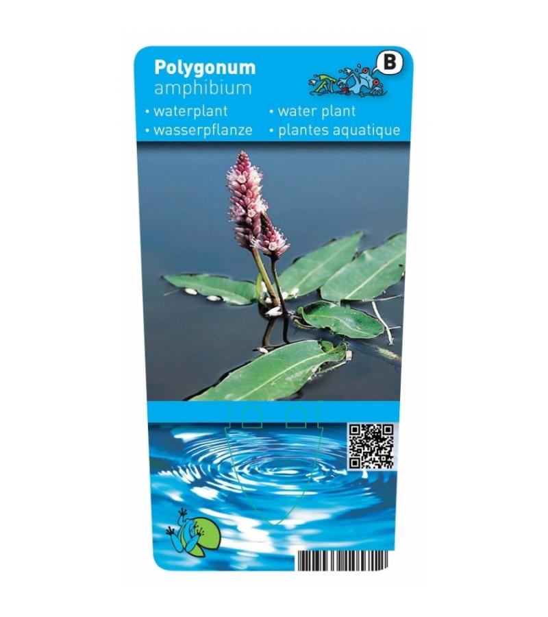 Veenwortel (Polygonum amphibium) drijfplant (6-stuks)