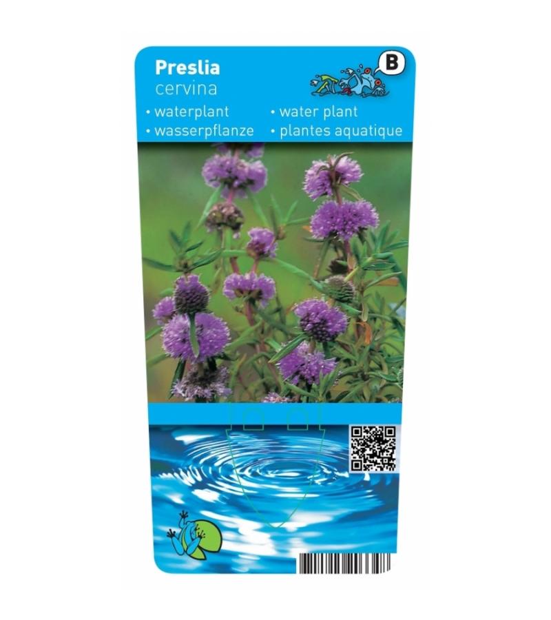 Engelse watermunt (Preslia cervina) moerasplant (6-stuks)
