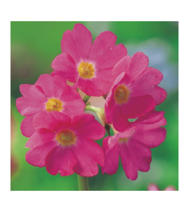 Roze sleutelbloem (Primula rosea) moerasplant (6-stuks)