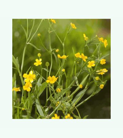 Egelboterbloem (Ranunculus flammula) moerasplant (6-stuks)