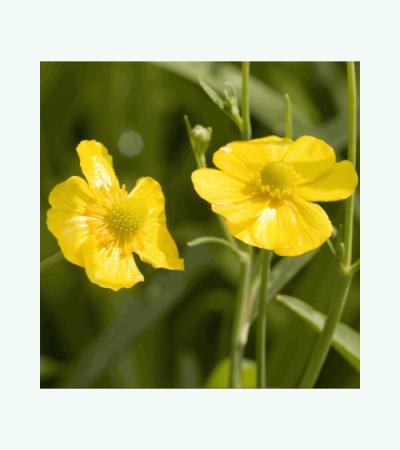 Grote boterbloem (Ranunculus lingua) moerasplant (6-stuks)