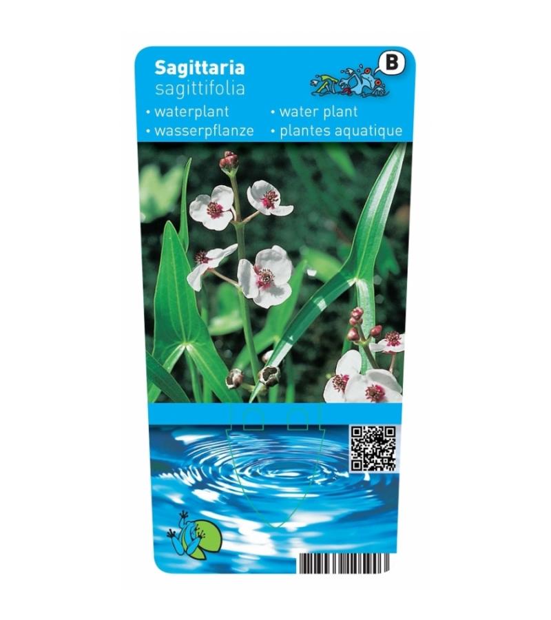 Pijlkruid (Sagittaria sagittifolia) moerasplant (6-stuks)