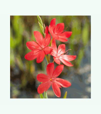 Rode kafferlelie (Schizostylis coccinea “Major”) moerasplant (6-stuks)