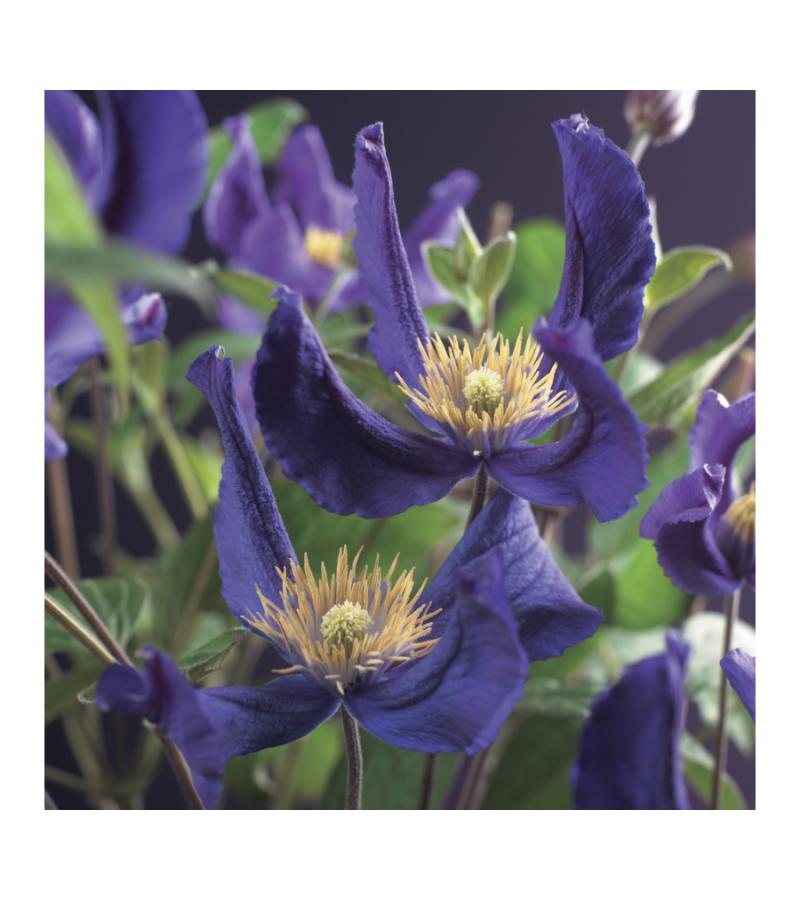 Blauwe bosrank (Clematis "Blue Pirouette" PBR) klimplant
