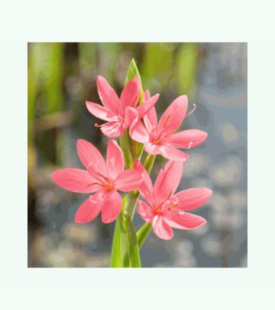 Roze kafferlelie (Schizostylis coccinea “Mrs Hegarty”) moerasplant (6-stuks)