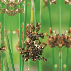 Mattenbies (Scirpus lacustris) moerasplant 6 stuks