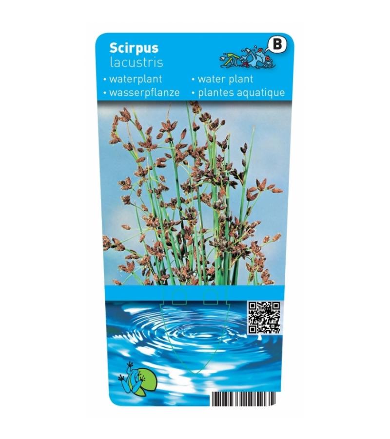 Mattenbies (Scirpus lacustris) moerasplant (6-stuks)