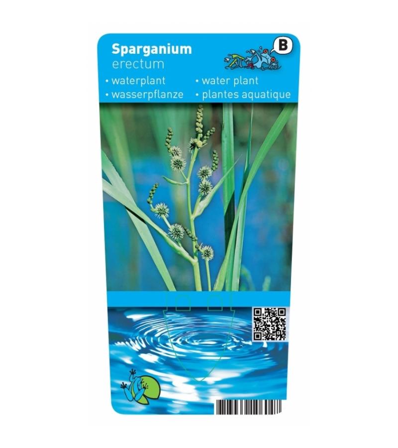 Grote egelskop (Sparganium erectum) moerasplant (6-stuks)